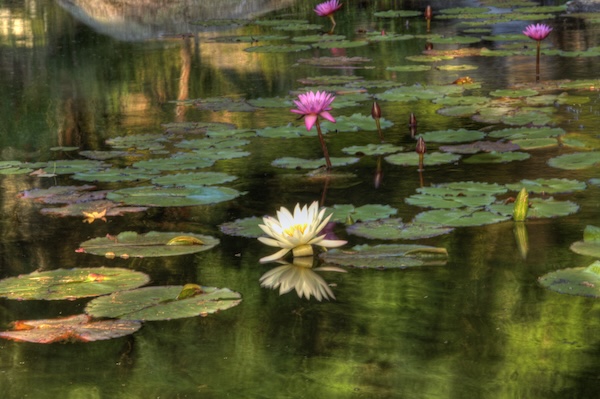 Lotus blossoms on the pond