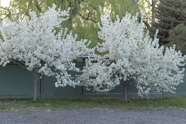 Blossoming trees at Hakubai