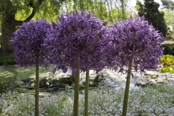 Alliums in the garden